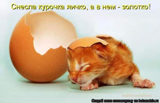 Котоматрицы (картинки с надписями)