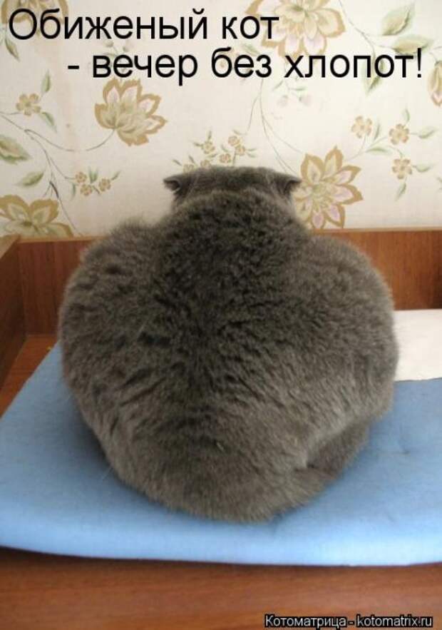 Котоматрицы (картинки с надписями)