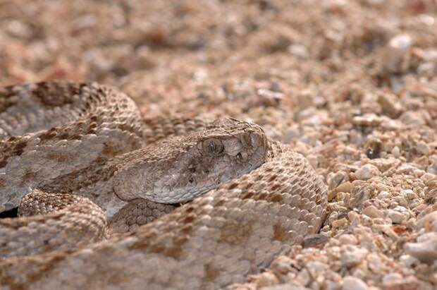Змея техасский гремучник животные, маскировка