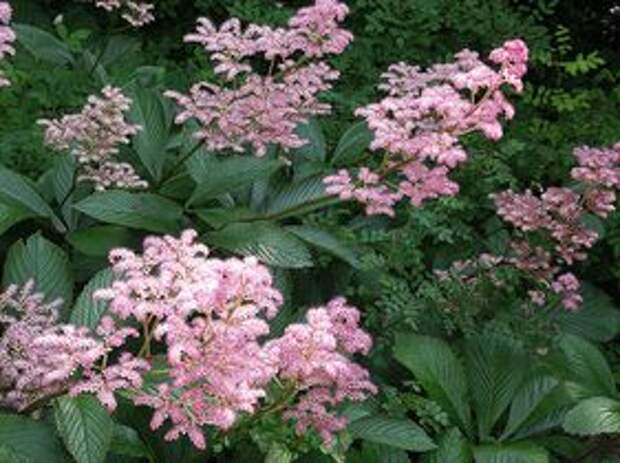 ФОТО Роджерсия перистая Суперба