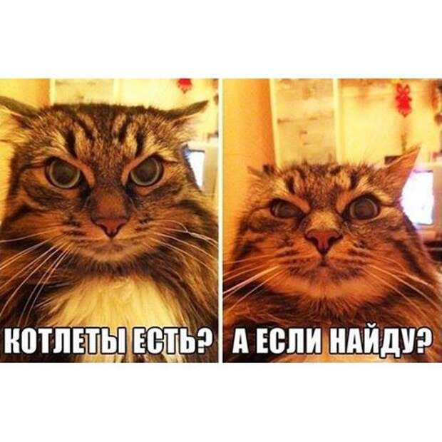 Лучше сказать правду Лучше сказать правду животные, мемы, прикол, угроза
