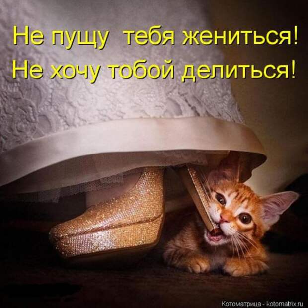 Котоматрицы(картинки с надписями)