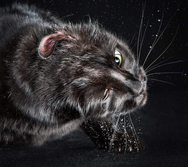 Отряхивающиеся кошки в фотографиях Carli Davidson