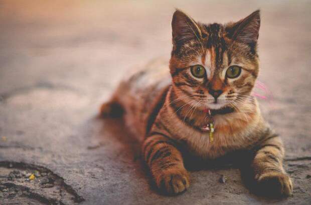 Кошка. Фото: из открытых источников