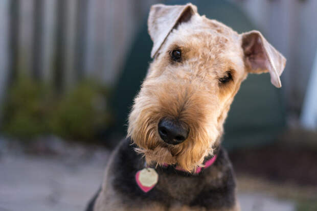 https://lapkins.ru/dog/erdelterer/photo/