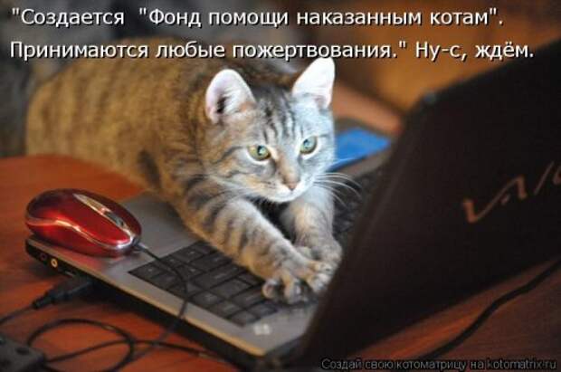 Лучшая котоматрица недели