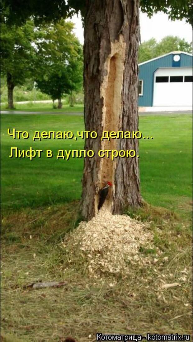 Лучшие котоматрицы недели (50 фото)