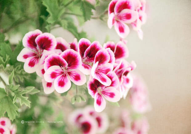 NewPix.ru - Фотографии самых красивых цветов