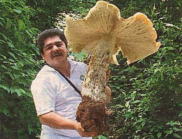 Просто ОГРОМНЫЕ грибы. Подборка фотографий история, факты