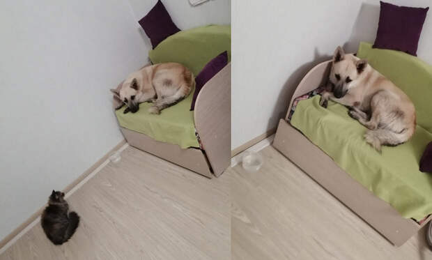 Пришёл в гости и свернулся клубком на диване: бездомный пёс попросился жить к хозяйке двух кошек