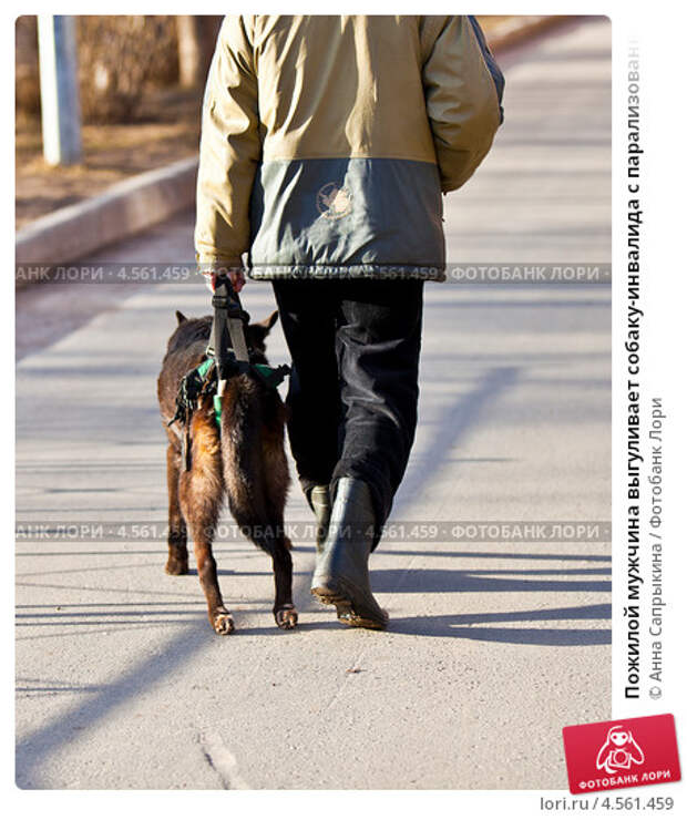 Пожилой мужчина выгуливает собаку-инвалида с парализованными задними лапами; фото 4561459, фотограф Анна Сапрыкина. Фотобанк Лор