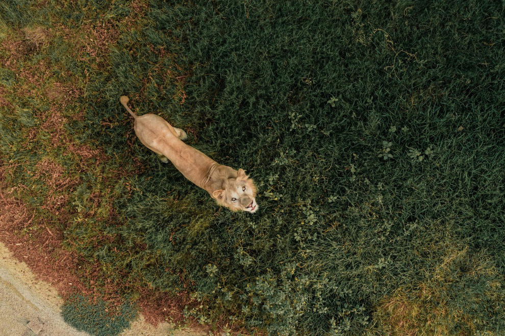 Победители ежегодного фотоконкурса Dronestagram