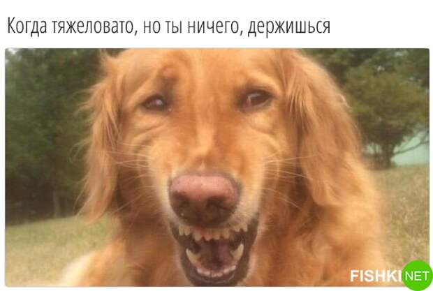 34 самых смешных собачьих фото, известных человечеству животные, мемы, собаки, юмор