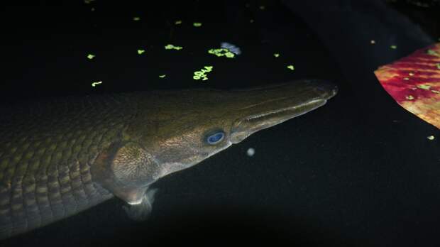 alligator gar on the surface of the water