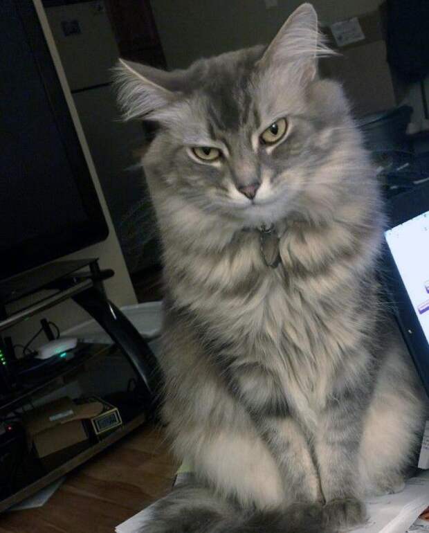 Кот