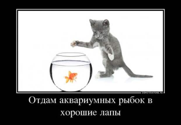 Странные демотиваторы 3.