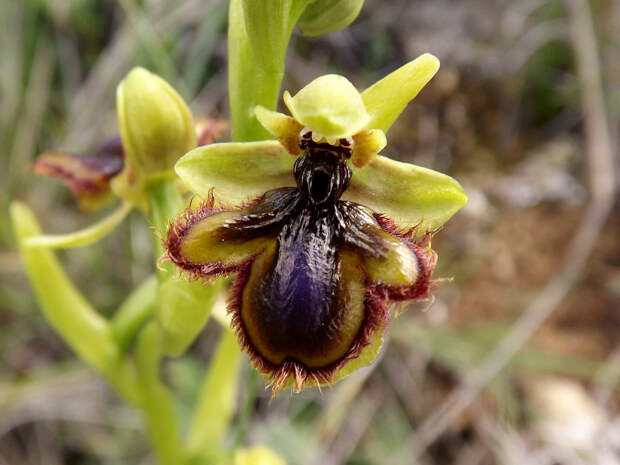 Орхидея Ophrys Vernixia