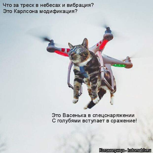 Лучшие котоматрицы недели (50 фото)