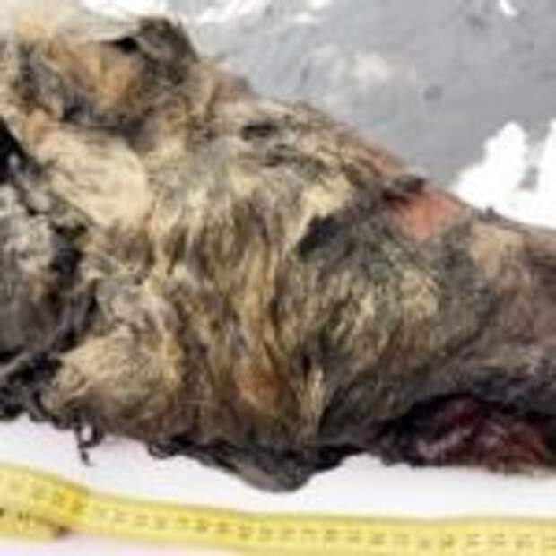 В Якутии нaйденa 40 000-летняя голoва вoлка