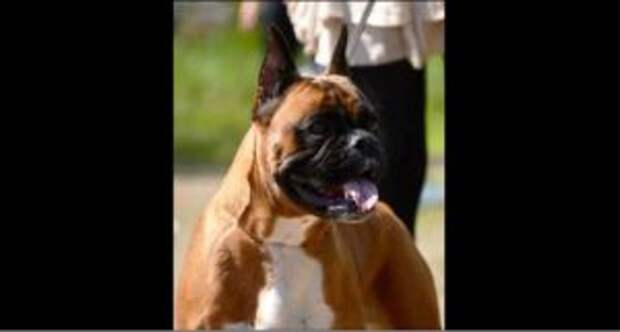 юрмюао Ангелы-хранители всегда являются в разных обличьях