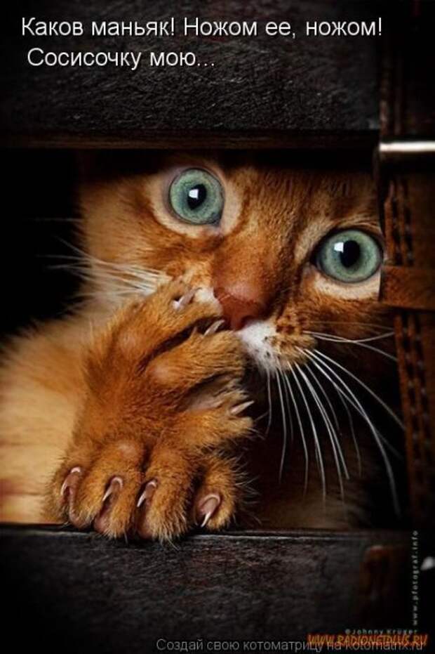 Уфф!!! Ну наконец-то! Котоматрицы великолепные, каждая с улыбкой и хорошим настроением!
