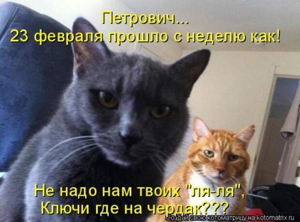 Новая котоматрица для всех! (34 фото)