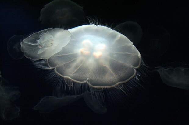 Jellyfish04 Самые красивые и яркие медузы