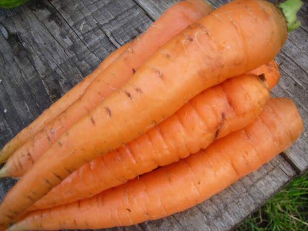 Морковь (Carrots)