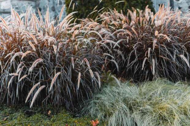 Пеннисетум «Принцесс Каролин» (Pennisetum setaceum rubrum 'Princess Caroline')