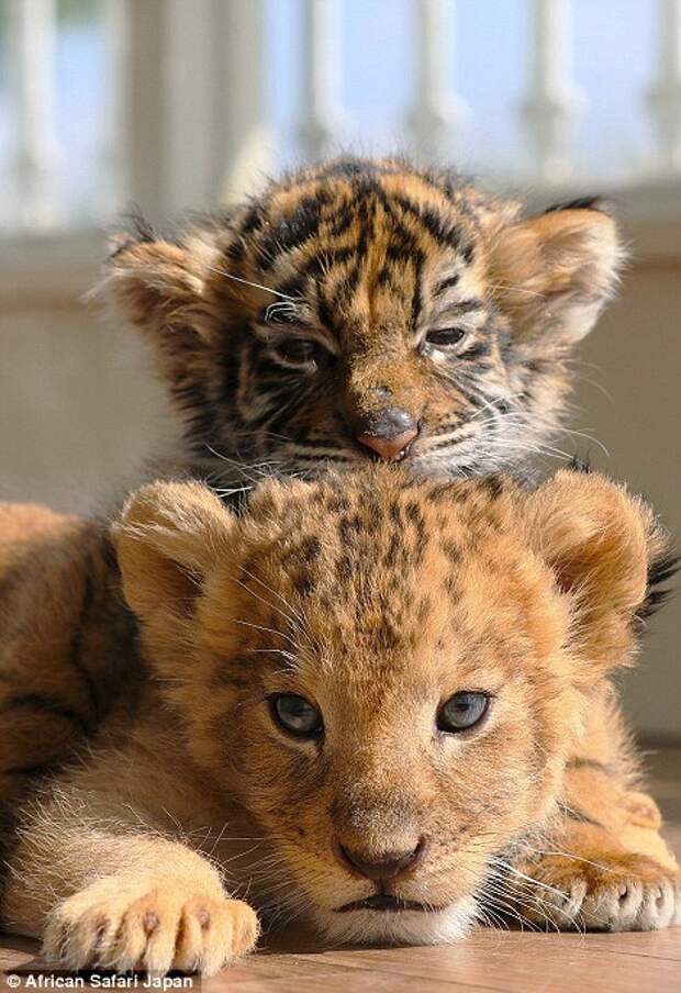 The cubs rest against each other