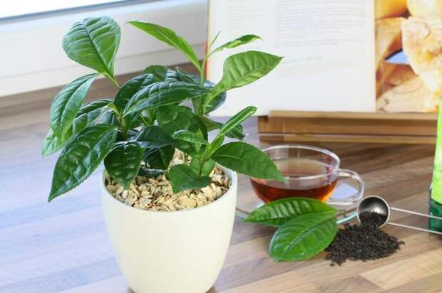 Можно ли поливать растения чаем и заваркой