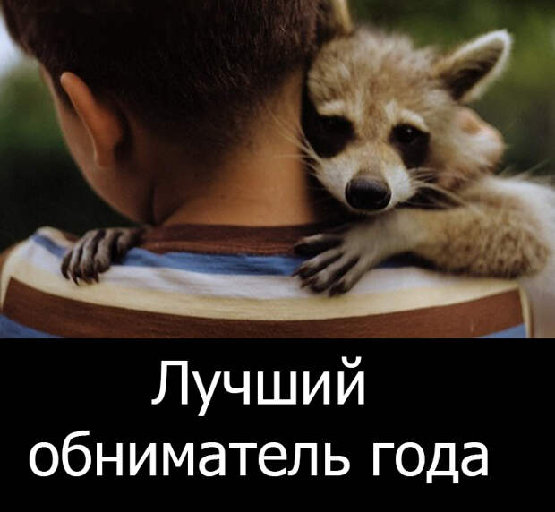 Енотопремия: если бы еноты получали премию Енотопремия: если бы еноты получали премию