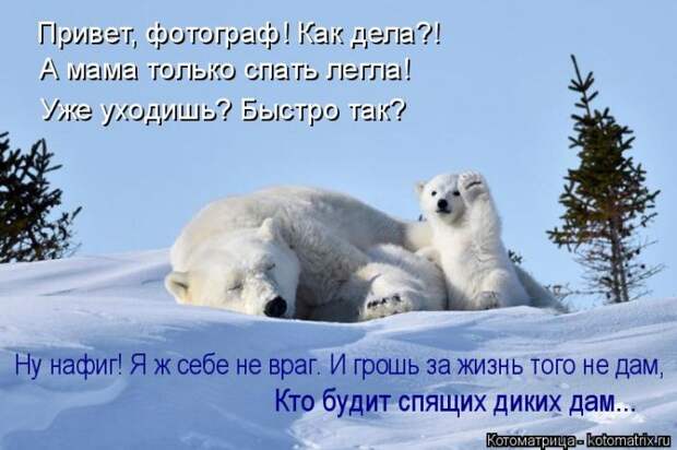 Лучшие котоматрицы недели (50 фото)