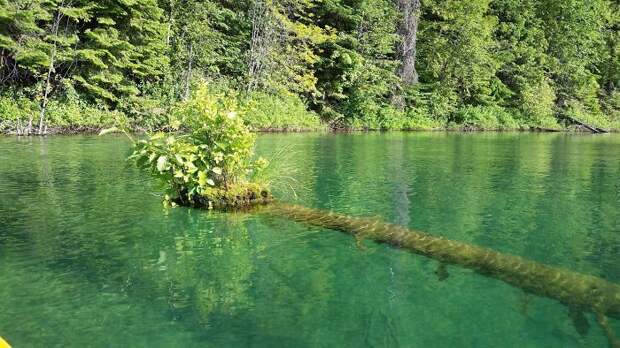This Floating Island That Grew At The End Of A Partially Sunken Tree This Floating Island That Grew At The End Of A Partially Sunken Tree