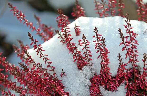 Укрытие растений снегом