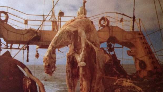 Туша Дзуйё-мару В 1977 году японский рыболовный траулер вытащил сетями труп странного зверя. Экипаж сделал несколько снимков, а штурман даже взял образцы ткани. По виду находка напоминала останки плезиозавра, однако анализ материала показал другое: рыбакам посчастливилось выловить разлагающийся труп гигантской акулы — существа редкого, но вполне реального.