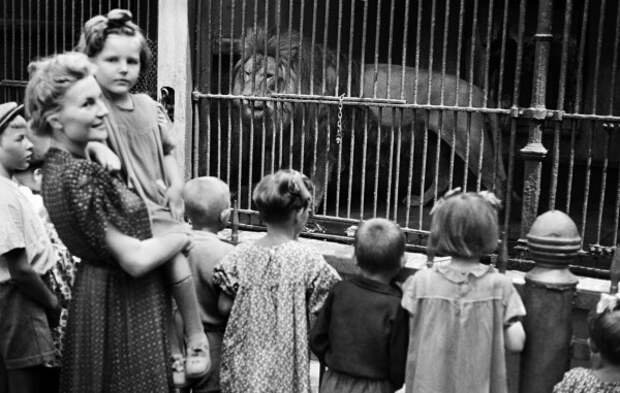 Посетители Московского зоопарка у вольера со львом, 1944 год животные, зоопарк