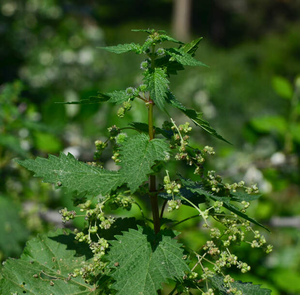 Крапива шариконосная (лат. Urtica pilulifera)