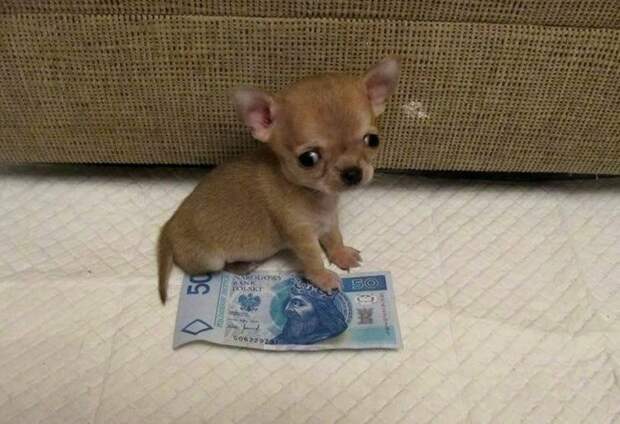 Туди — самая маленькая собака в мире? Зверьё, забавные, милота