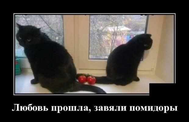 Демотиваторы