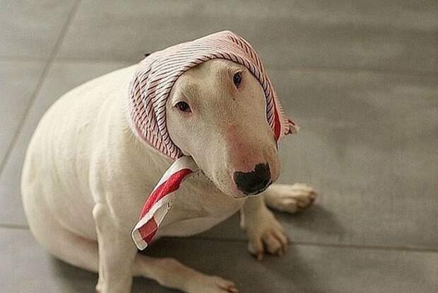 Всё кошки да кошки, а как же собаки