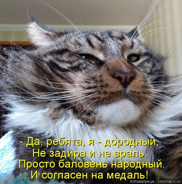 Котоматрица: - Да, ребята, я - дородный, Не задира и не враль. Просто баловень народный. ...И согласен на медаль!