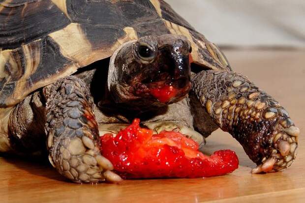 Что едят сухопутные черепахи в домашних условиях?