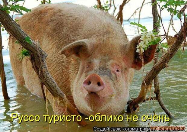 Уфф!!! Ну наконец-то! Котоматрицы великолепные, каждая с улыбкой и хорошим настроением!