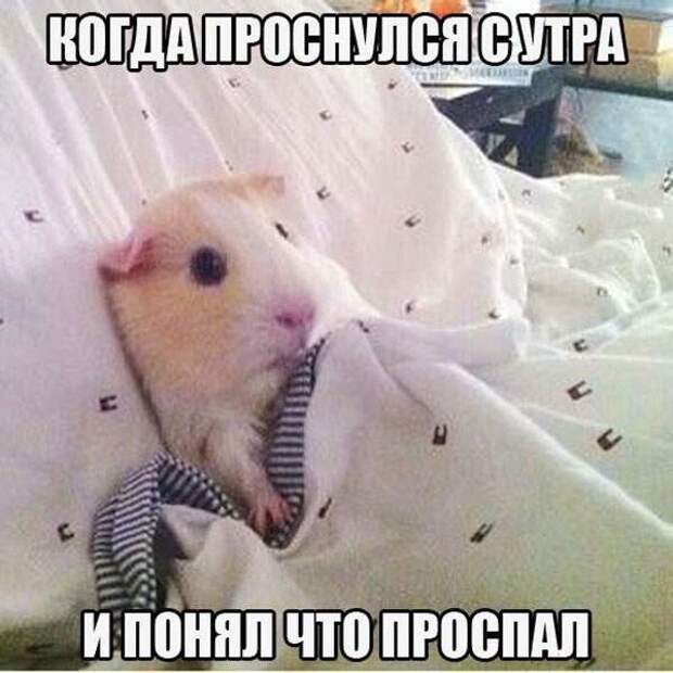 Немножко приколов Немножко приколов прикол, приколы, фото