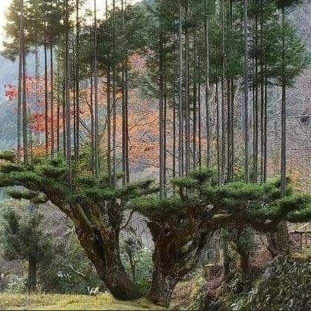 И так возможно, многоэтажность