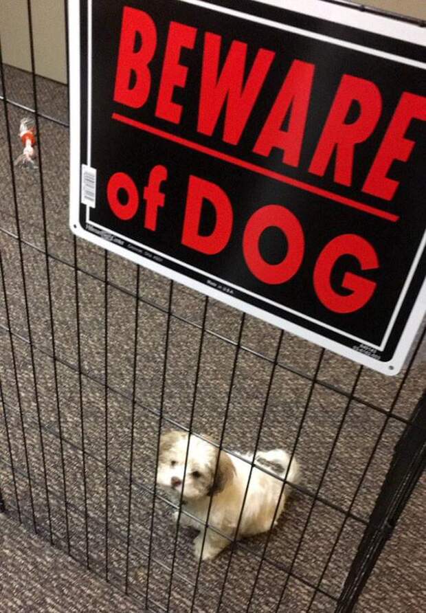 Осторожно! Злая собака! (11 фото)