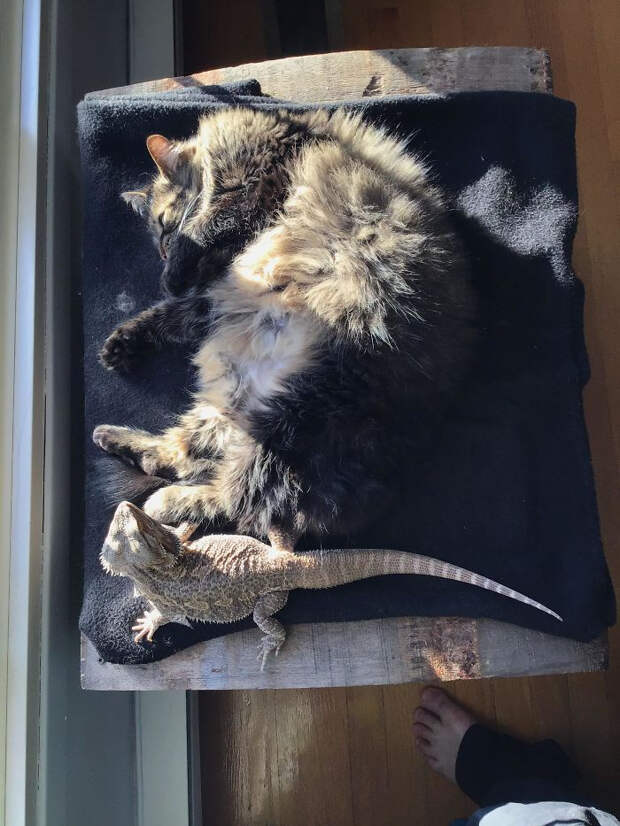 Котики и ящерицы, которые смогли стать друзьями