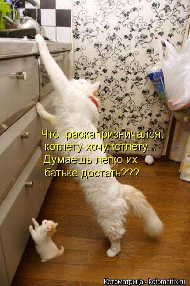 Новые смешные котоматрицы (36 шт)
