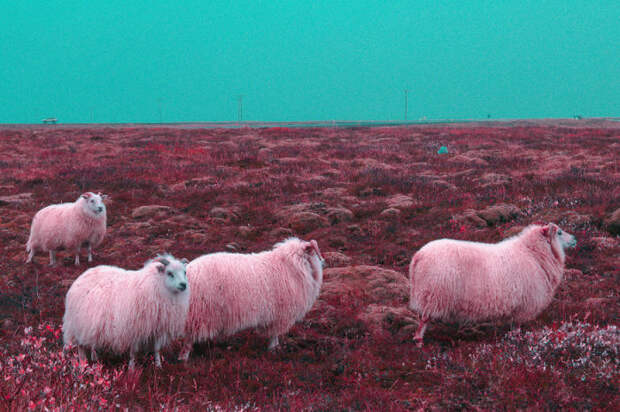 Исландские козочки. Автор: Al Mefer.
